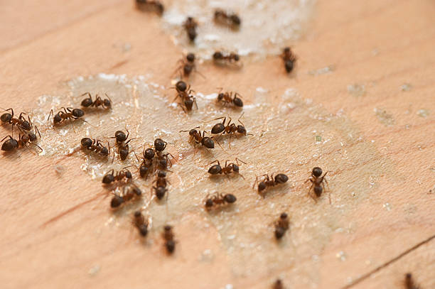 Best Mosquito Control Services  in Holgate, OH
